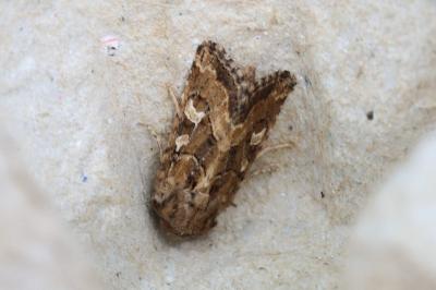 <i>Luperina dumerilii</i>