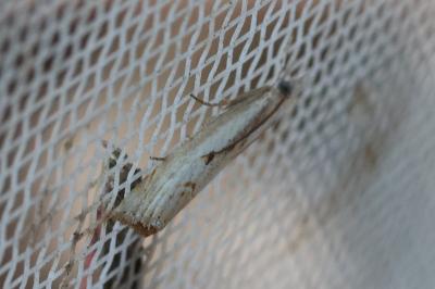 <i>Agriphila inquinatella</i>