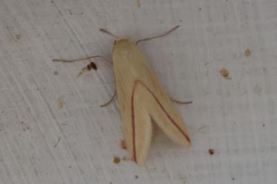 <i>Rhodometra sacraria</i>