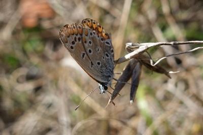 <i>Polyommatus icarus</i>