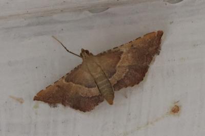 <i>Endotricha flammealis</i>
