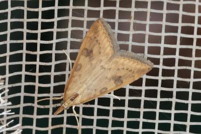 <i>Udea ferrugalis</i>