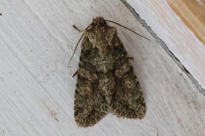 <i>Dryobotodes eremita</i>