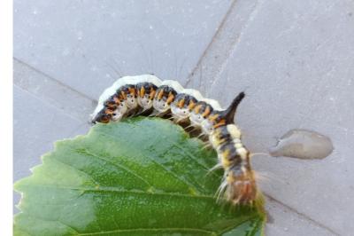<i>Acronicta psi</i>
