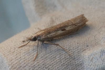 <i>Agriphila geniculea</i>