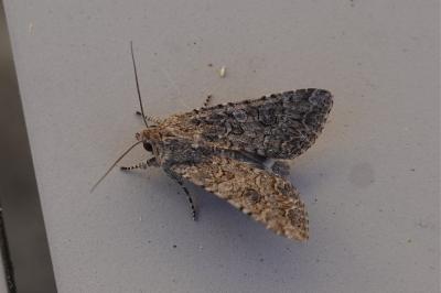 <i>Anarta trifolii</i>