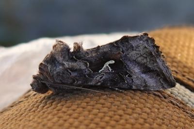 <i>Autographa gamma</i>