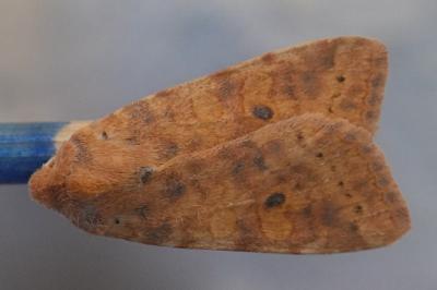 <i>Cirrhia gilvago</i>