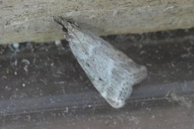 <i>Eudonia pallida</i>