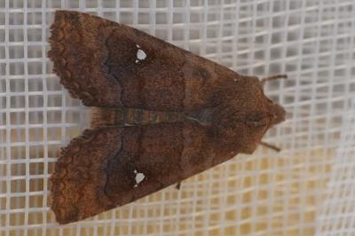 <i>Eupsilia transversa</i>