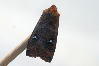 <i>Eupsilia transversa</i>