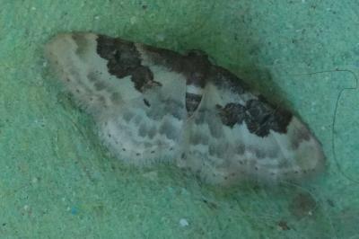 <i>Idaea rusticata</i>