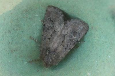 <i>Luperina testacea</i>