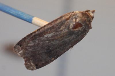 <i>Noctua pronuba</i>