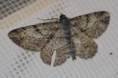 <i>Peribatodes rhomboidaria</i>