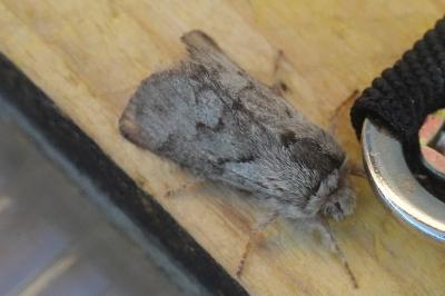 <i>Trichiura crataegi</i>