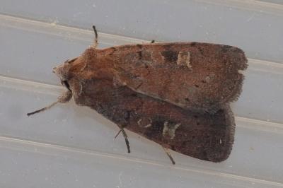 <i>Xestia xanthographa</i>
