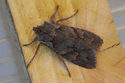 <i>Lithophane furcifera</i>