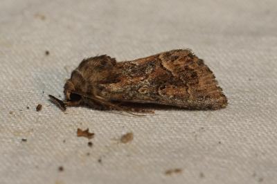 <i>Thalpophila matura</i>