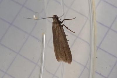 <i>Acompsia cinerella</i>