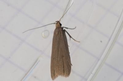 <i>Acompsia cinerella</i>