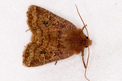 <i>Conistra vaccinii</i>