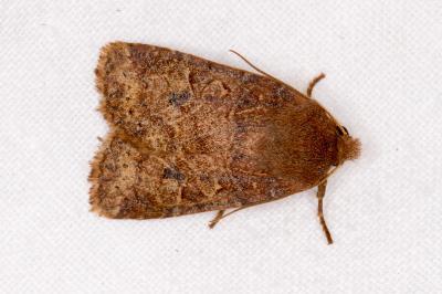 <i>Conistra vaccinii</i>