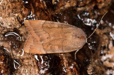 <i>Noctua interjecta</i>