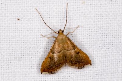 <i>Endotricha flammealis</i>