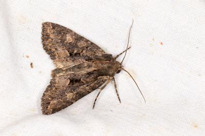 <i>Mniotype satura</i>