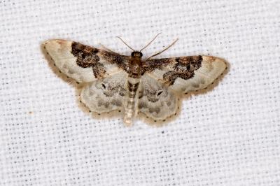 <i>Idaea rusticata</i>