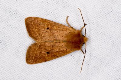<i>Leptologia macilenta</i>