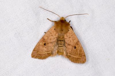 <i>Leptologia macilenta</i>