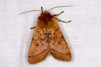 <i>Leptologia macilenta</i>