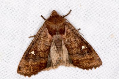 <i>Eupsilia transversa</i>