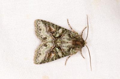 <i>Dryobotodes roboris</i>