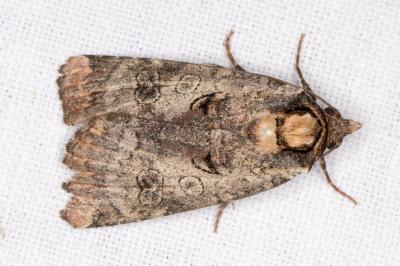 <i>Epilecta linogrisea</i>