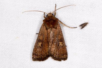 <i>Xestia xanthographa</i>