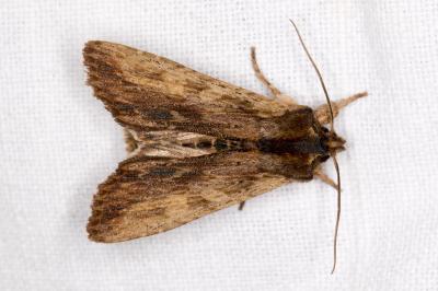 <i>Lithophane semibrunnea</i>