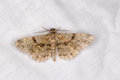 <i>Peribatodes rhomboidaria</i>