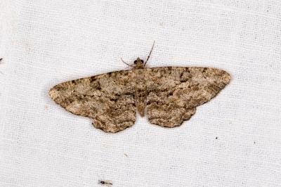 <i>Peribatodes rhomboidaria</i>