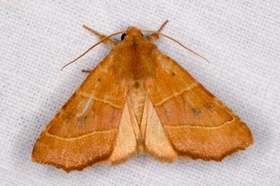 <i>Atethmia centrago</i>