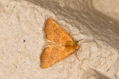 <i>Atethmia centrago</i>
