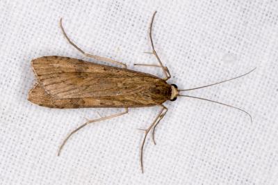 <i>Nomophila noctuella</i>