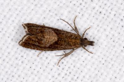 <i>Dichrorampha simpliciana</i>