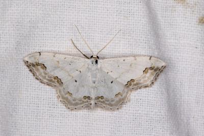 <i>Scopula ornata</i>