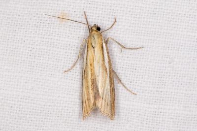 <i>Agriphila tristella</i>
