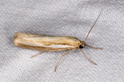 <i>Agriphila tristella</i>