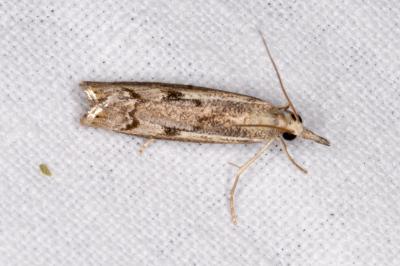 <i>Agriphila geniculea</i>