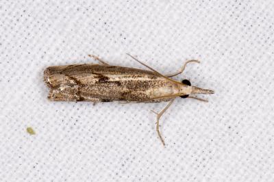<i>Agriphila geniculea</i>